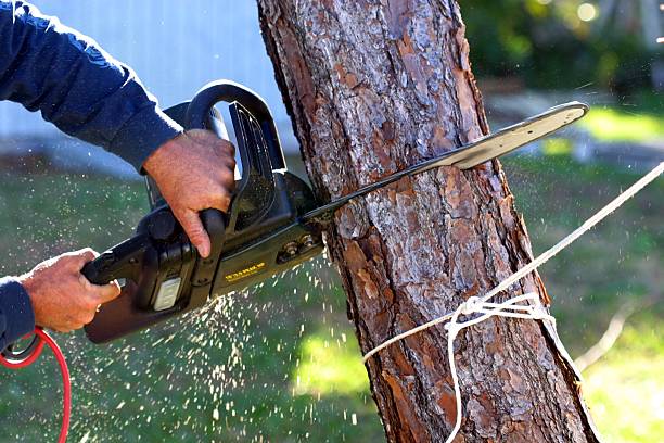 How Our Tree Care Process Works  in  Sebewaing, MI