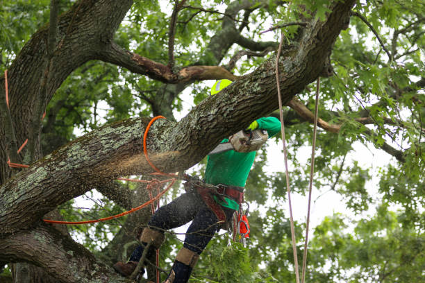 Professional Tree Services in Sebewaing, MI