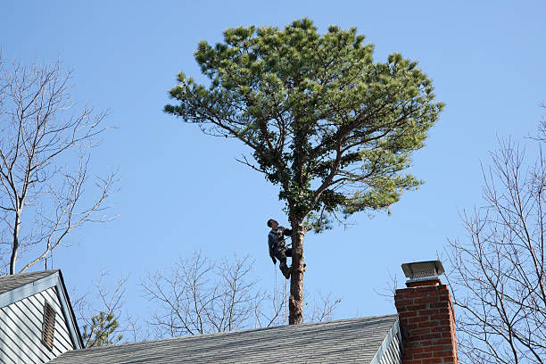 Best Hazardous Tree Removal  in Sebewaing, MI