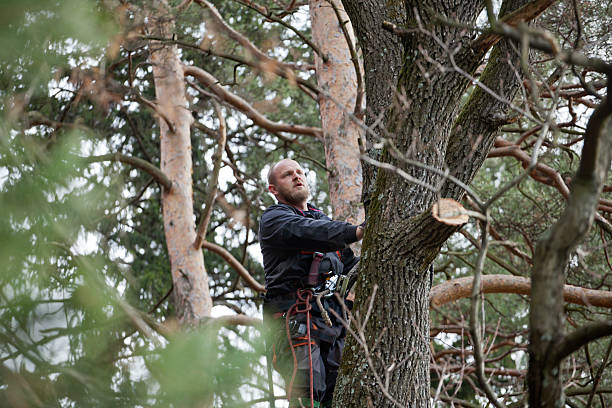 Best Leaf Removal  in Sebewaing, MI